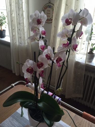 Vita orkidéer