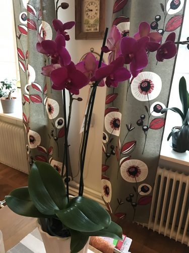 Cerise orkide